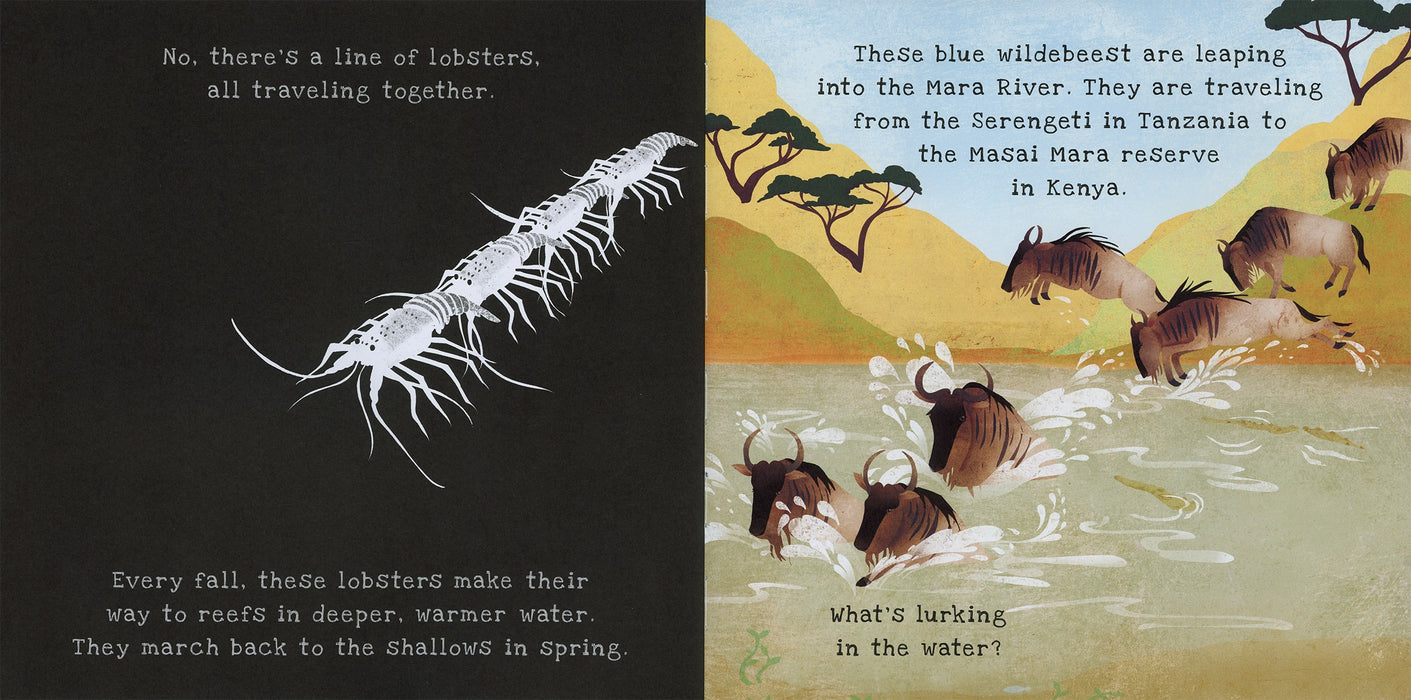 Shine-A-Light: Animal Journeys