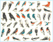 Really Into Birds Sticker Set - Needle and Grain