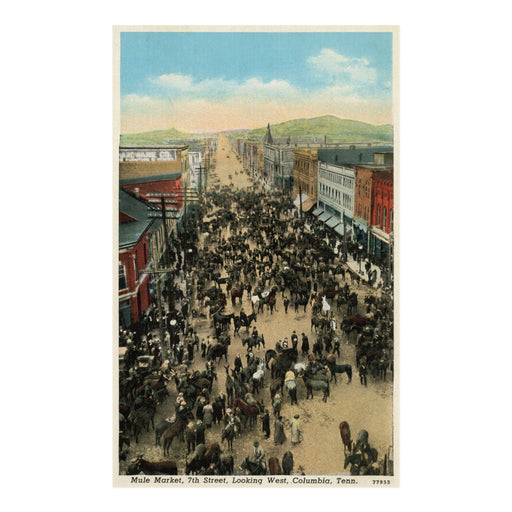 Antique Columbia Mule Market Postcard Reproduction - Needle and Grain